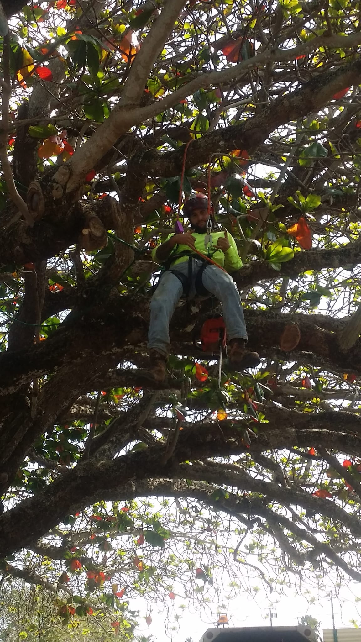 Safety on the job — Tal Kine Trees